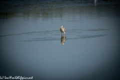 Grey Herron in Lake with Fish Front View