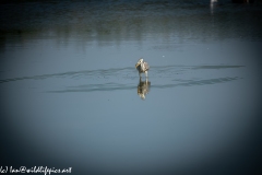 Grey Herron in Lake with Fish Front View