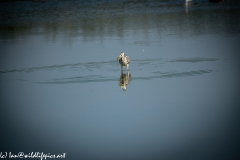 Grey Herron in Lake with Fish Front View