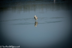 Grey Herron in Lake with Fish Front View