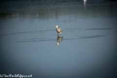 Grey Herron in Lake with Fish Front View