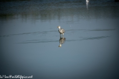 Grey Herron in Lake Swallowing Fish Front View