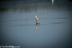 Grey Herron in Lake Swallowing Fish Front View
