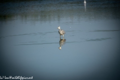 Grey Herron in Lake Swallowing Fish Front View