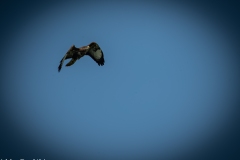 Buzzard in Flight Side View