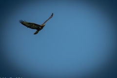 Buzzard in Flight Side View