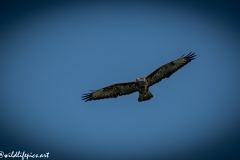 Buzzard in Flight Front View