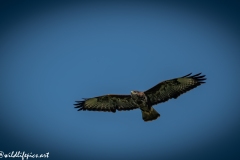 Buzzard in Flight Front View