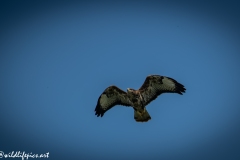 Buzzard in Flight Front View