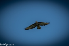 Buzzard in Flight Front View