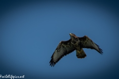 Buzzard in Flight Front View