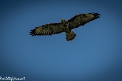 Buzzard in Flight Front View