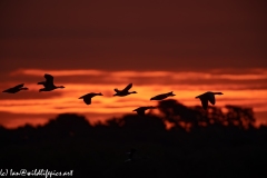 Geese Flying Through a Sun Rise