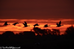 Geese Flying Through a Sun Rise