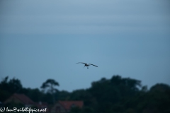 Curlew in Flight Back View