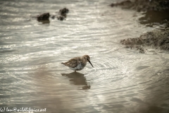 Dunlin Walking in Water Side View