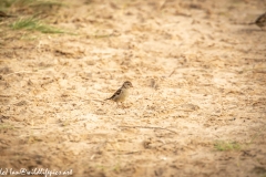Female House Sparrow on Sand Beach Side View