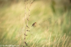 Female Reed Bunting on Branch Side View