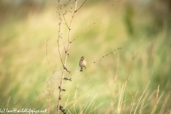 Female Reed Bunting on Branch Front View