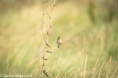 Female Reed Bunting on Branch Front View