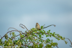 Female Reed Bunting on Branch Front View