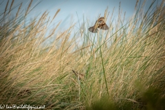 House Sparrow in Flight Side View