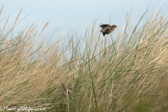 House Sparrow in Flight Side View