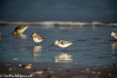 Sanderling on Beach Side View