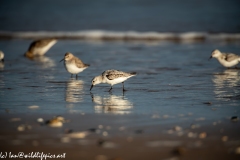 Sanderling on Beach Side View