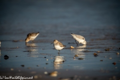 Dunlin on Beach Side View