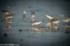 Sanderling on Beach Side View