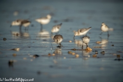 Dunlin on Beach Front View