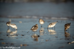 Dunlin on Beach Side View