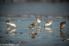 Dunlin on Beach Side View