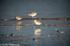 Sanderling on Beach Side View