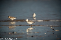 Sanderling on Beach Side View