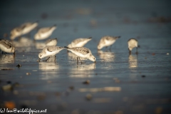 Sanderling on Beach Side View