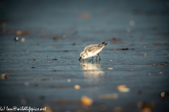 Sanderling on Beach Side View