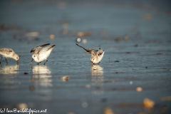 Sanderling on Beach Side View