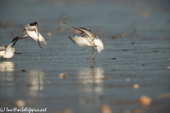 Sanderlings Taking Flight on Beach Side View