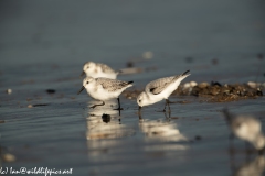 Sanderling on Beach Side View