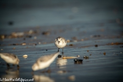 Sanderling on Beach Front View