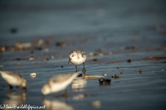 Sanderling on Beach Front View