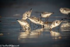 Sanderling on Beach Side View