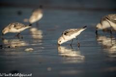 Sanderling on Beach Side View