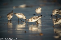 Sanderling on Beach Side View