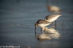 Dunlin on Beach Side View