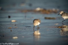 Dunlin on Beach Front View