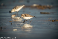 Dunlin on Beach Side View