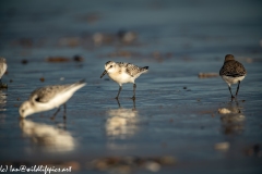 Sanderling on Beach Front View